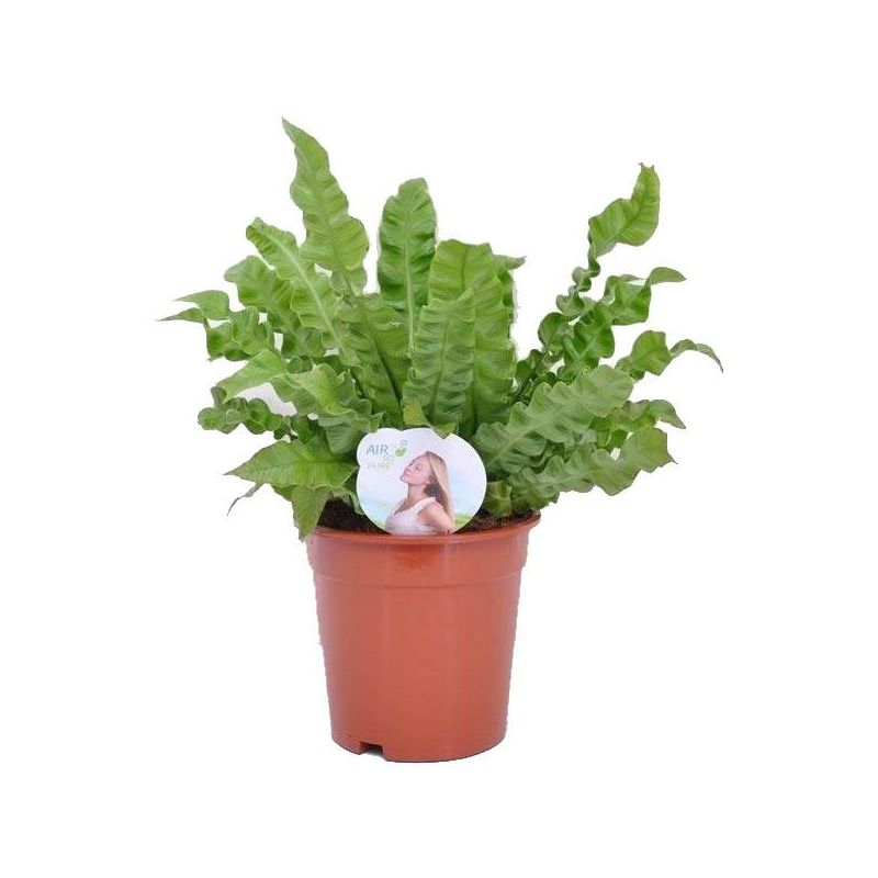 Asplenium Cristatum 