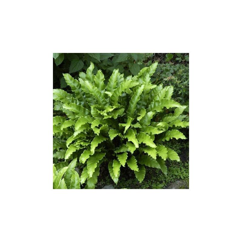 Asplenium scolopendrium 