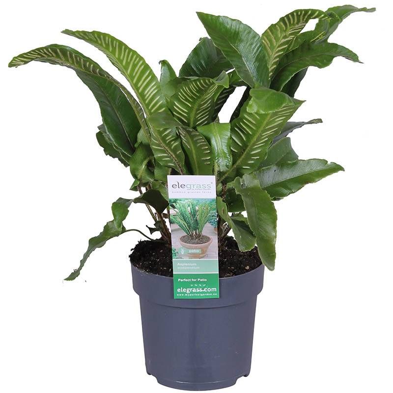 Asplenium scolopendrium 