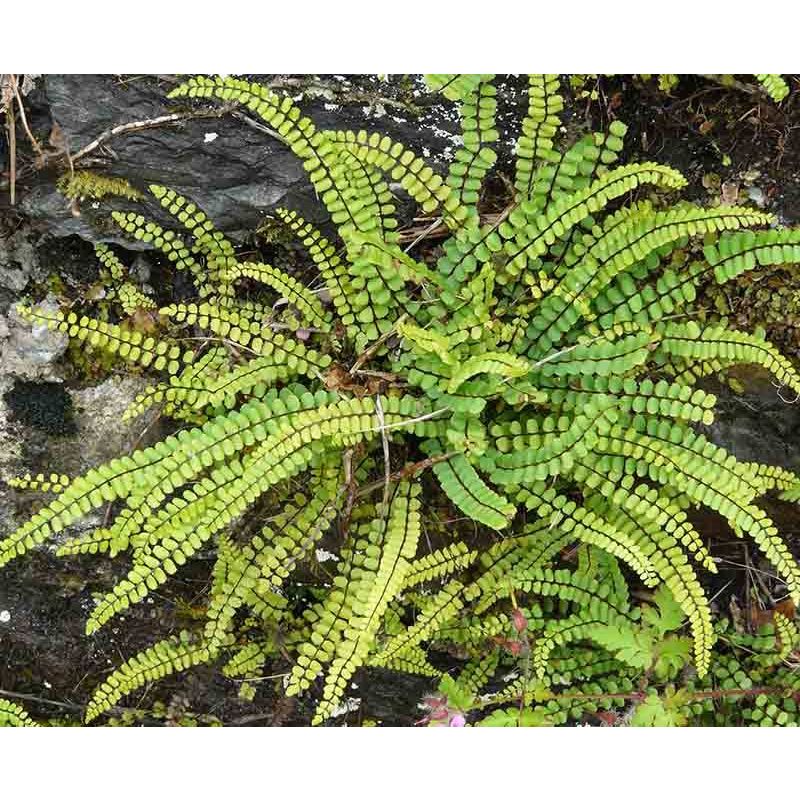 Asplenium trichomanes - biologisch
