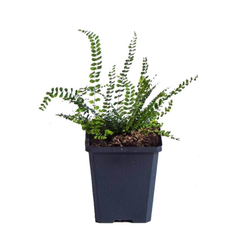 Asplenium trichomanes - biologisch