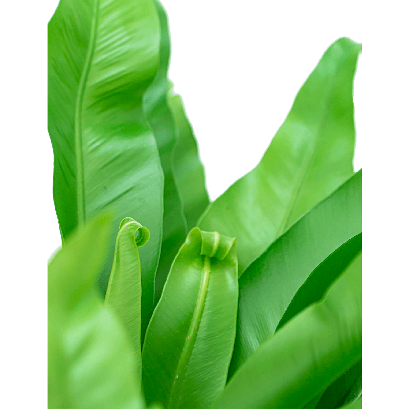 Asplenium antiquum