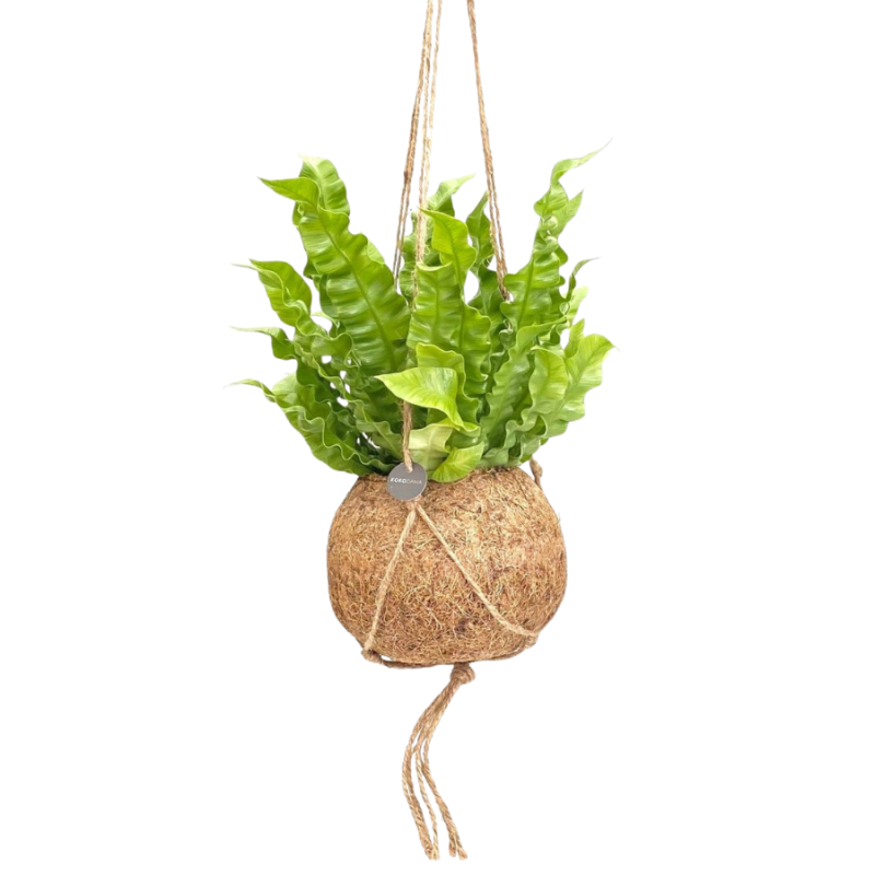 Asplenium in Kokodama