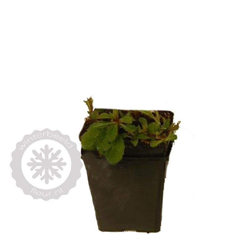 Aster Asran 