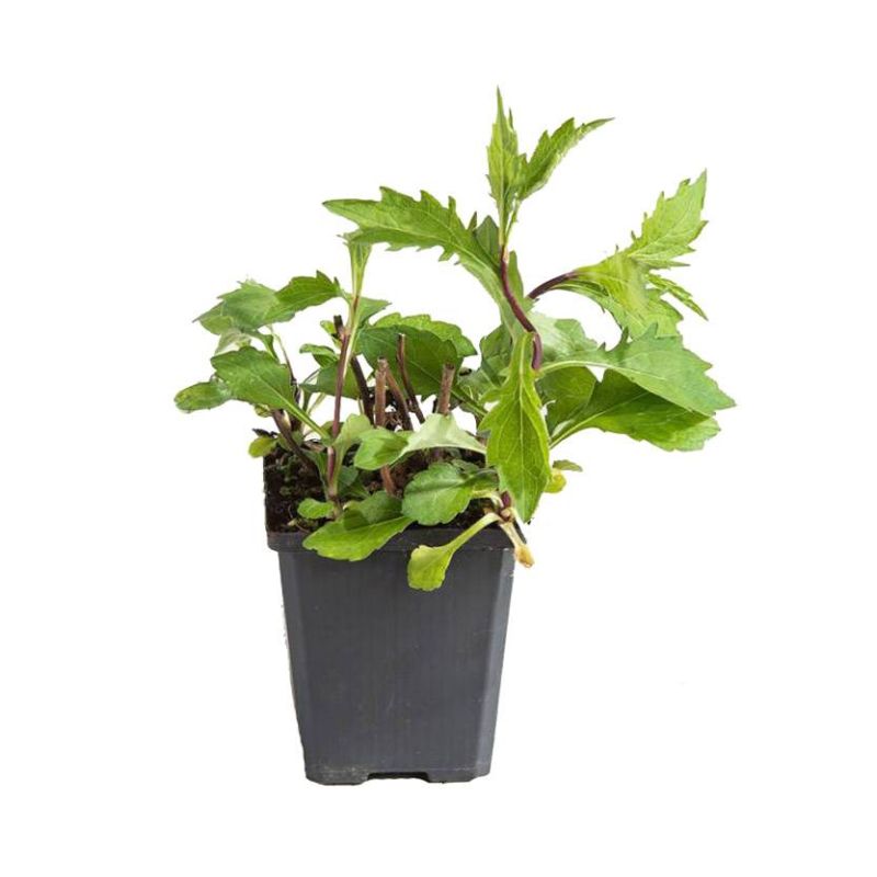 Aster Asran 