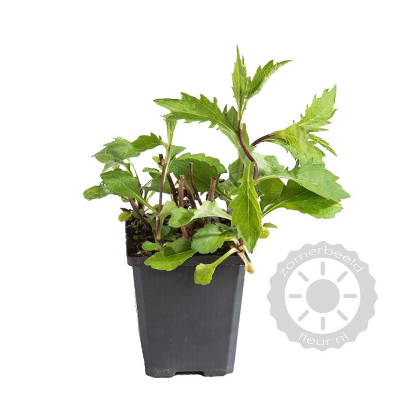 Aster Asran 