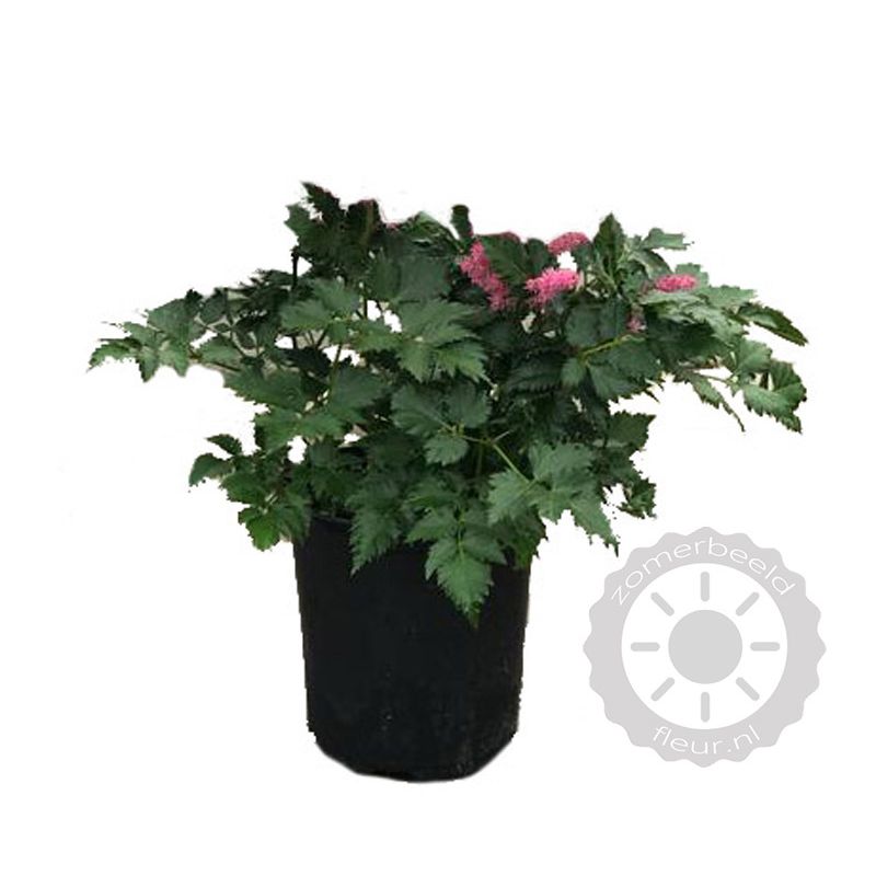 Astilbe Pumila 