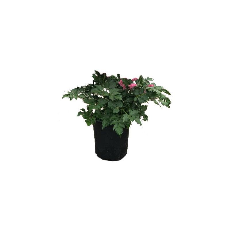 Astilbe Pumila 