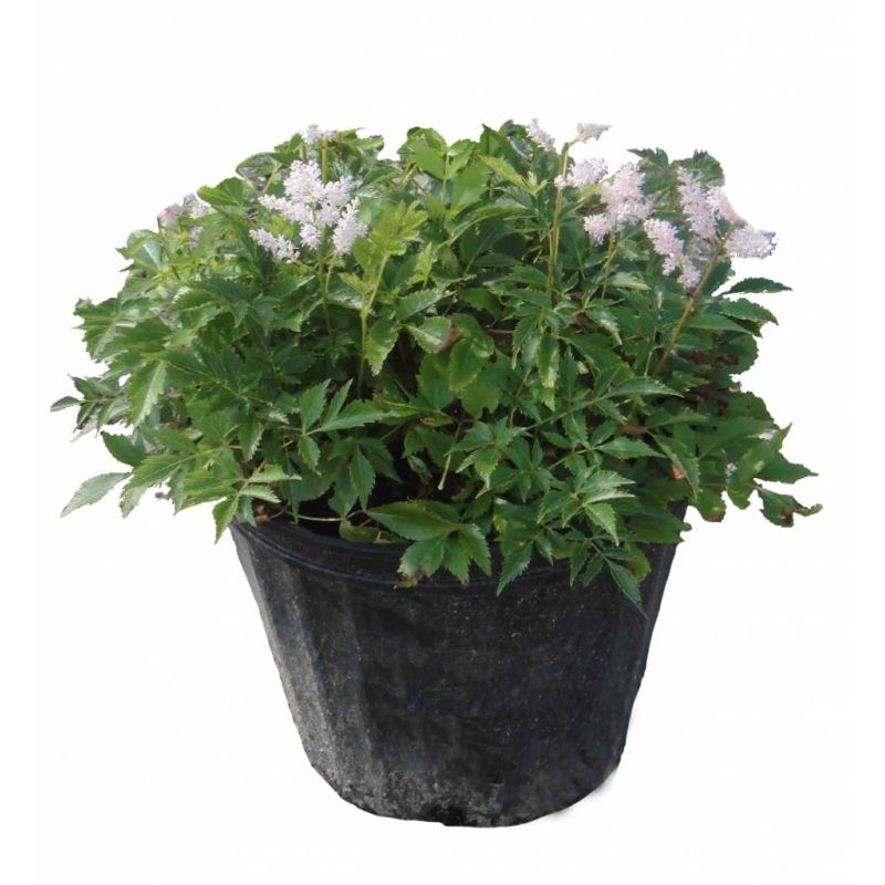 Astilbe Sprite - biologisch