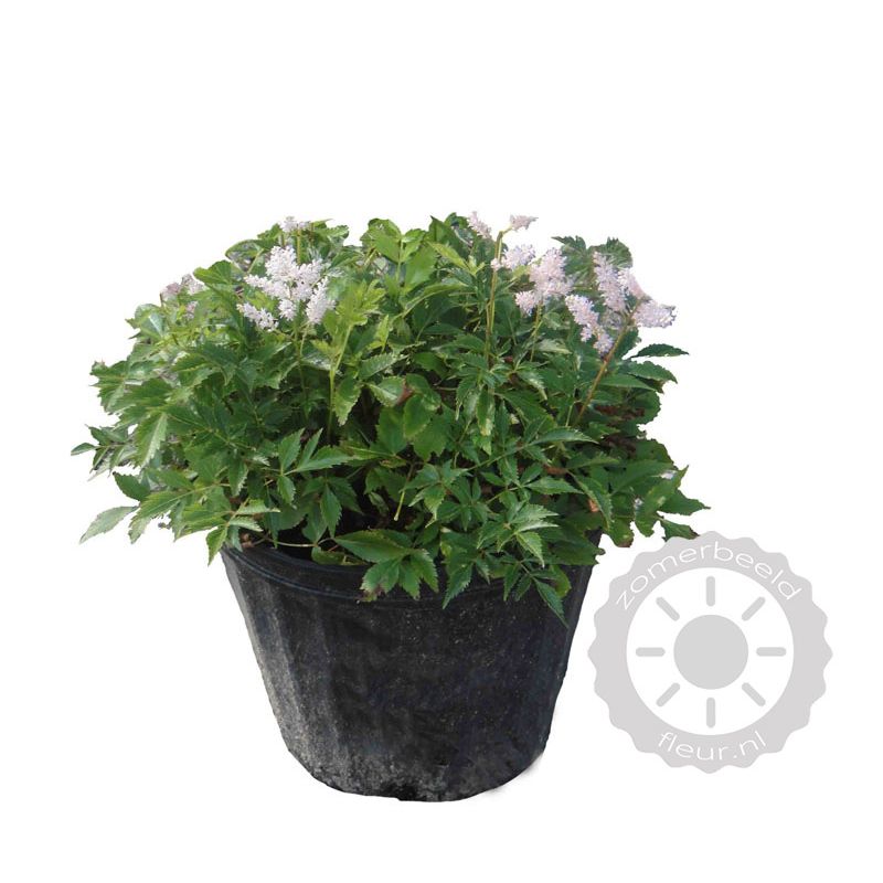Astilbe Sprite 