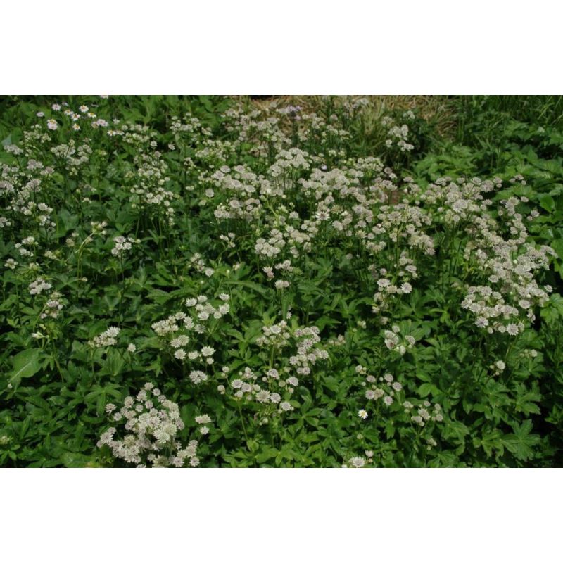 Astrantia Alba