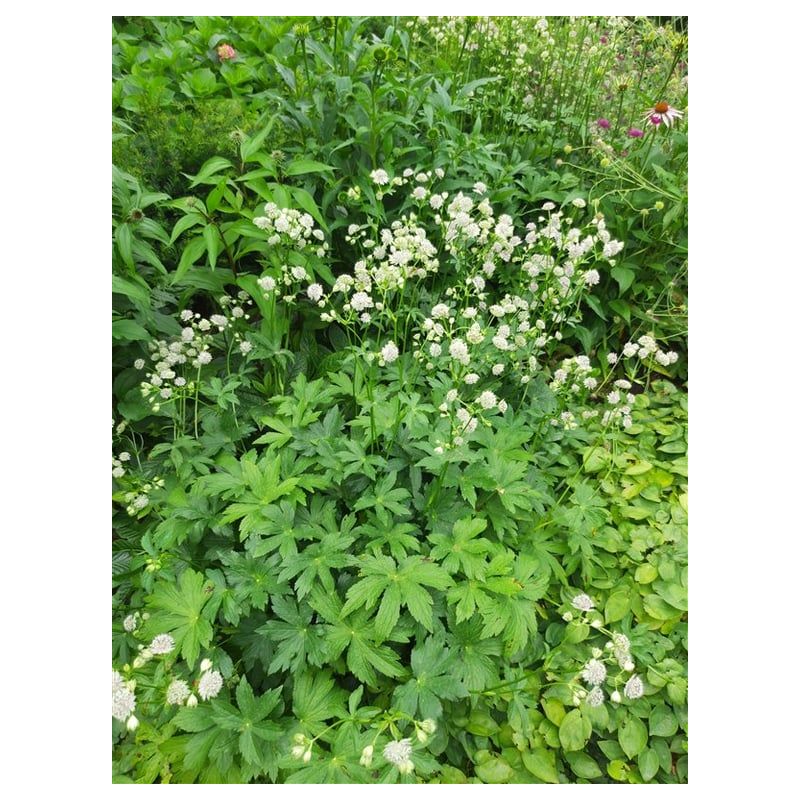 Astrantia major 