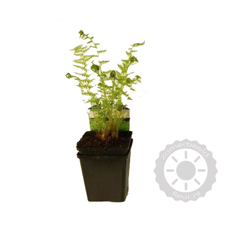 Athyrium filix-femina 