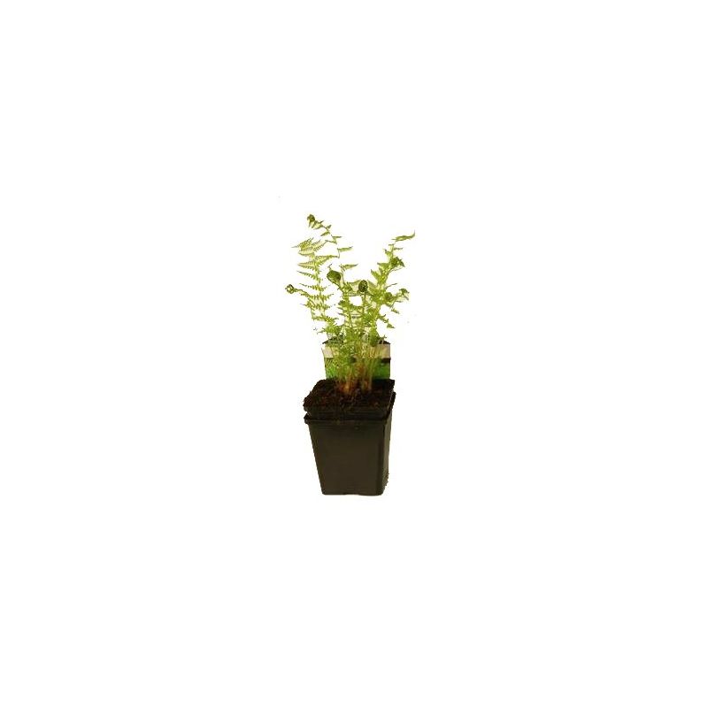 Athyrium filix-femina 