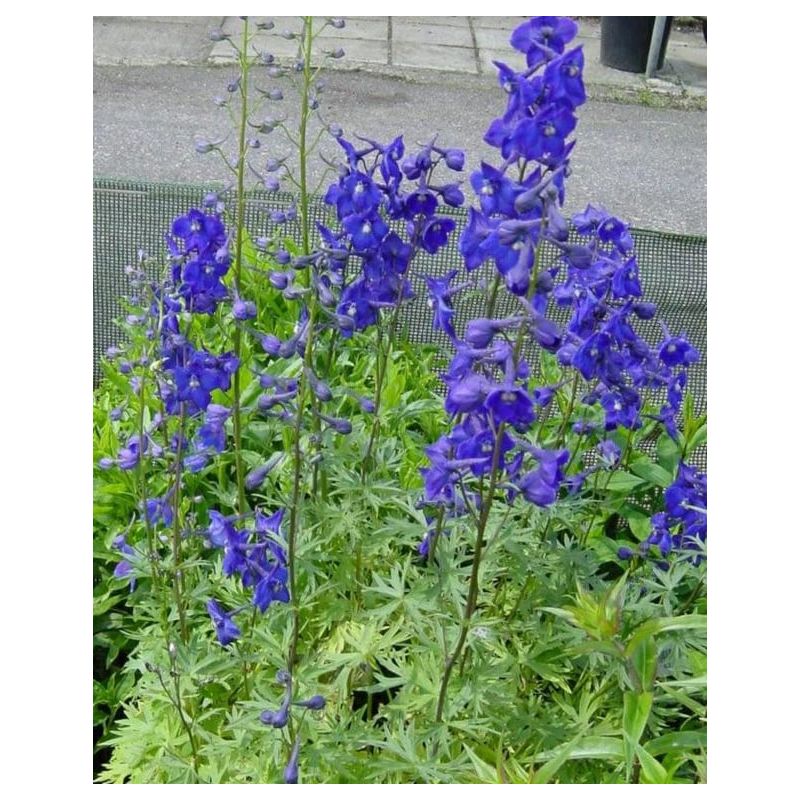Delphinium Atlantis