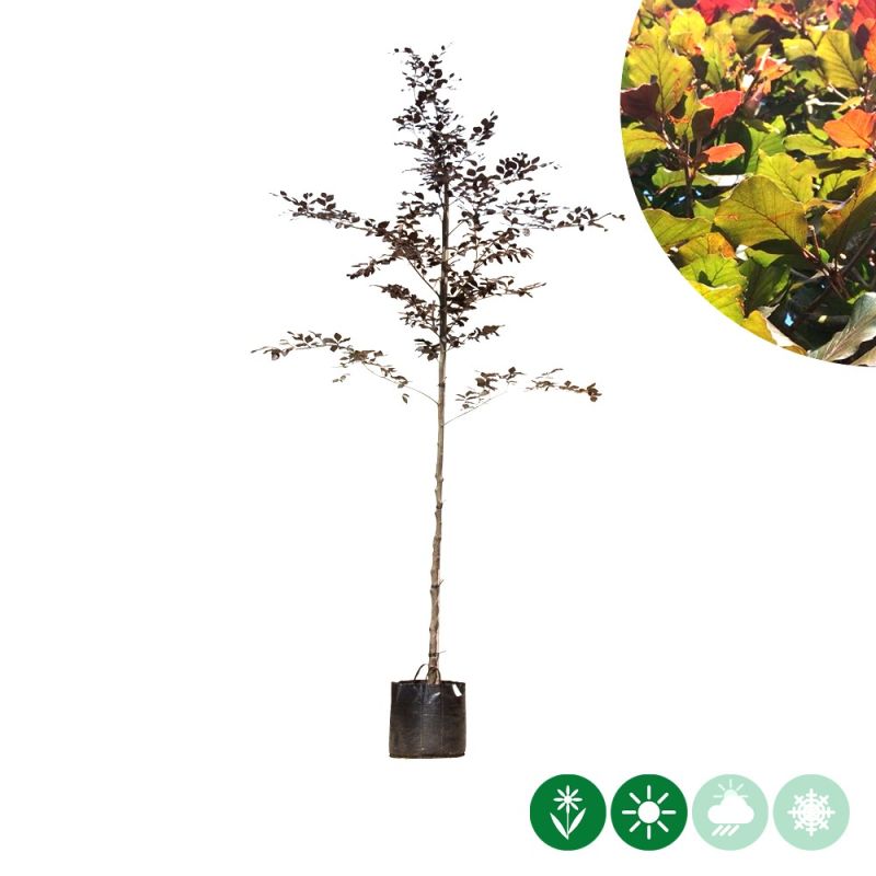 Fagus Atropunicea