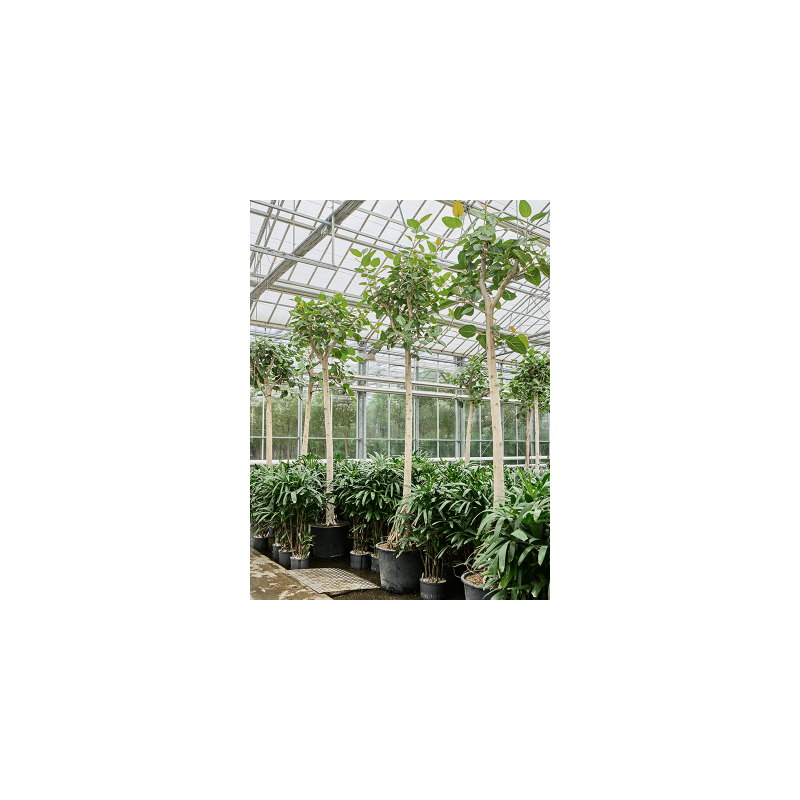 Ficus Audrey op stam