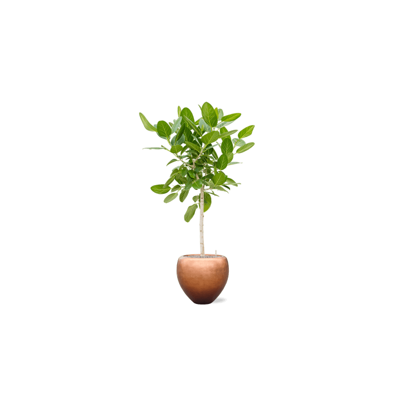 Ficus Audrey op stam