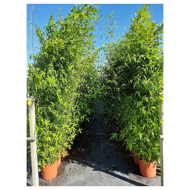Phyllostachys aurea