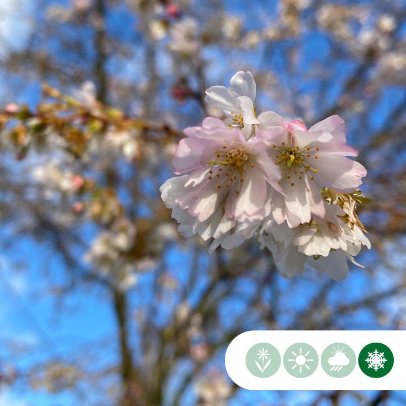 Prunus Autumnalis Rosea - meerstammig