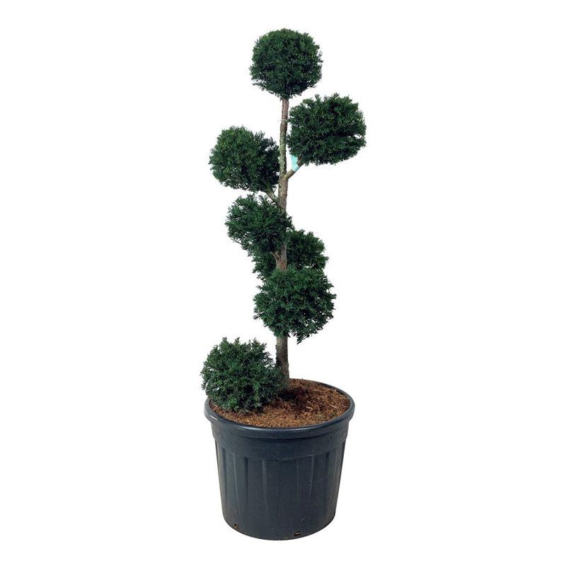 Taxus baccata - multibol