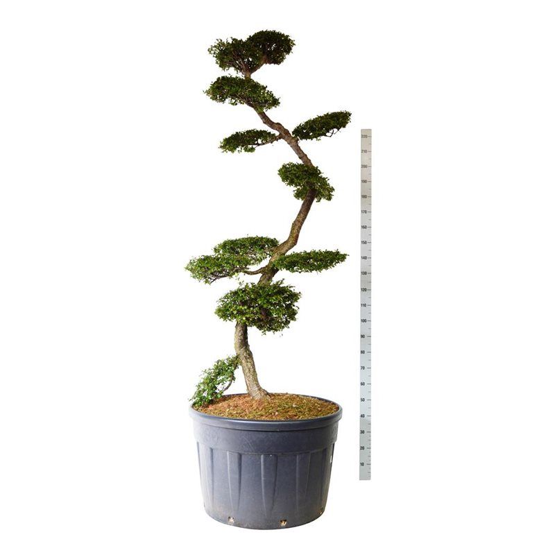 Nothofagus antarctica - bonsai