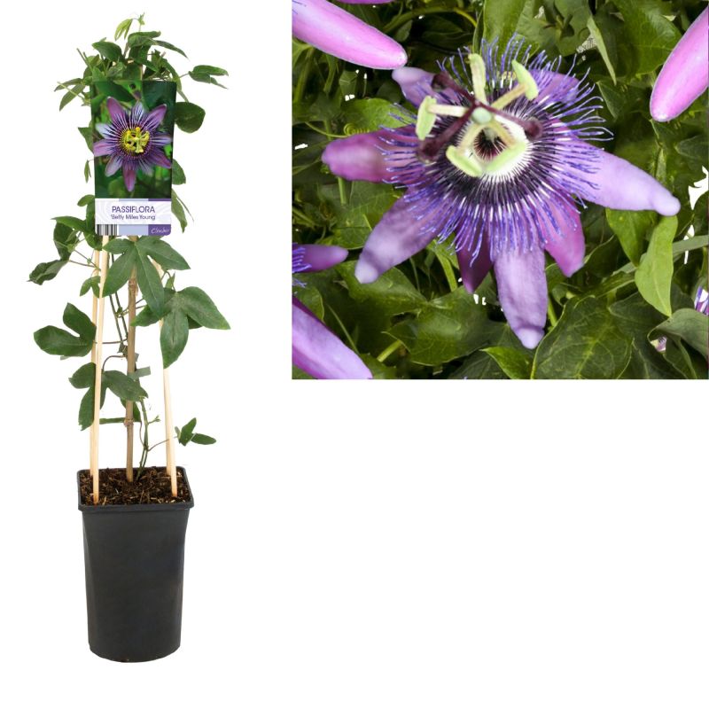 Passiflora Betty Miles Young