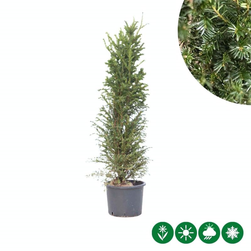 Taxus baccata - haag
