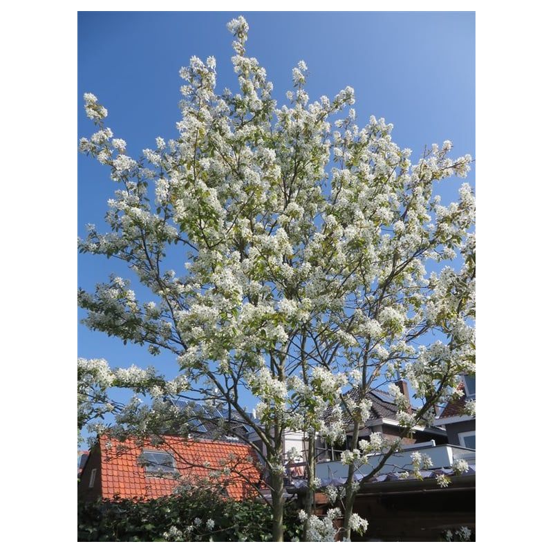 Amelanchier Ballerina
