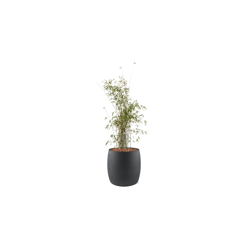 Bamboe in Grigio Modern antraciet