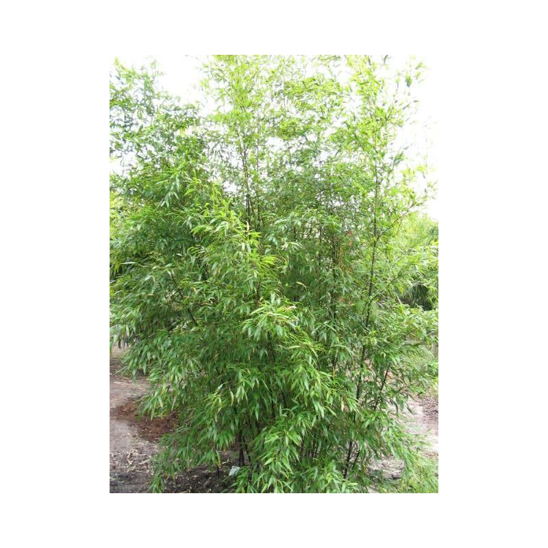 Phyllostachys nigra