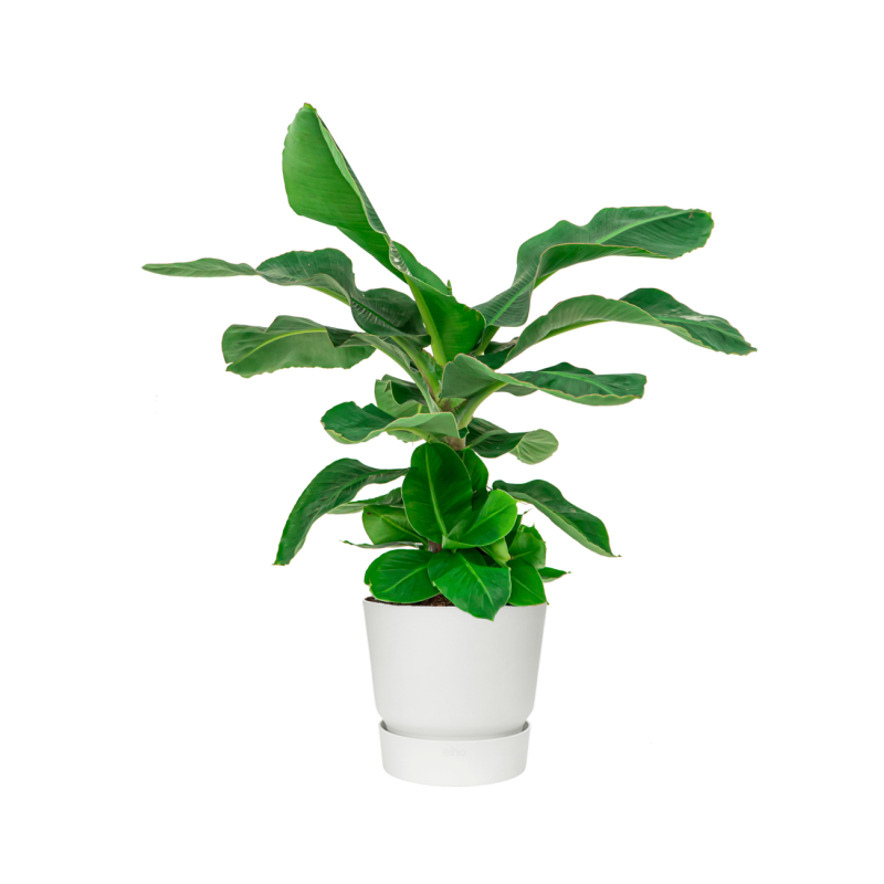 Musa Dwarf Cavendish in Greenville wit