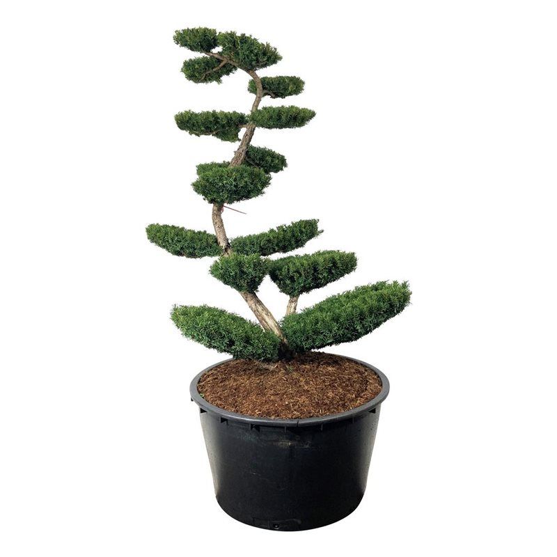 Taxus Farmen - bonsai