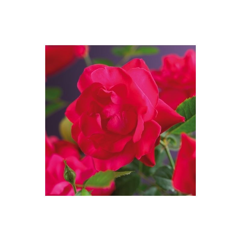 Rosa Heidelberg