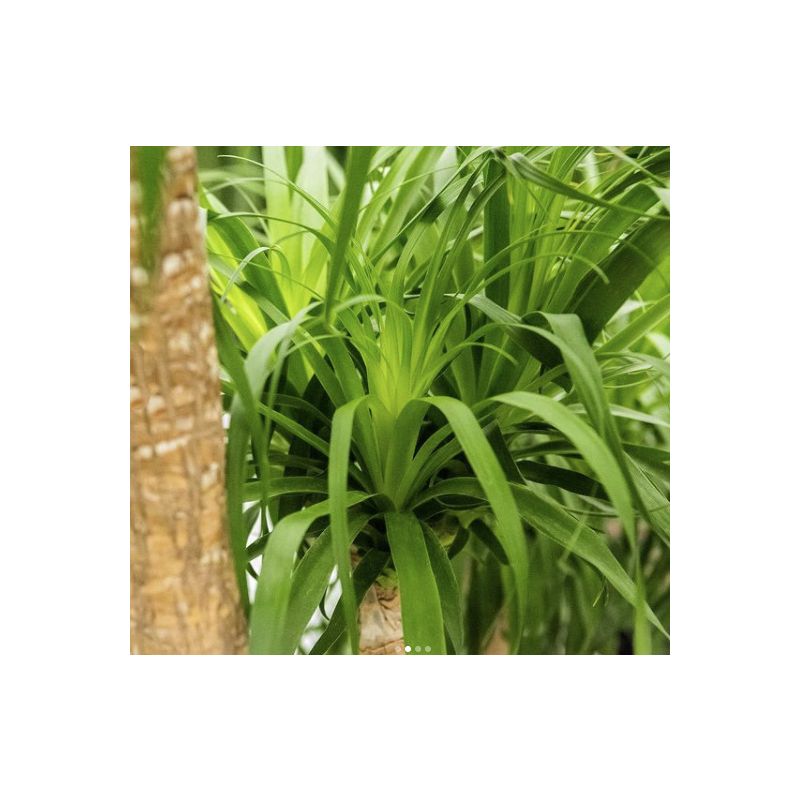 Beaucarnea recurvata