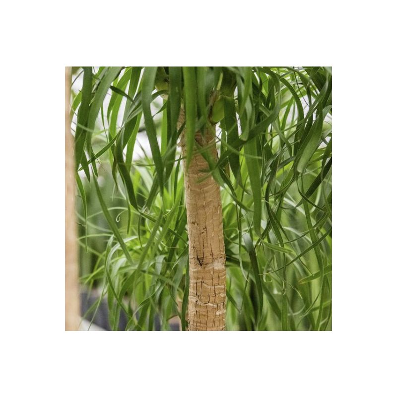 Beaucarnea recurvata