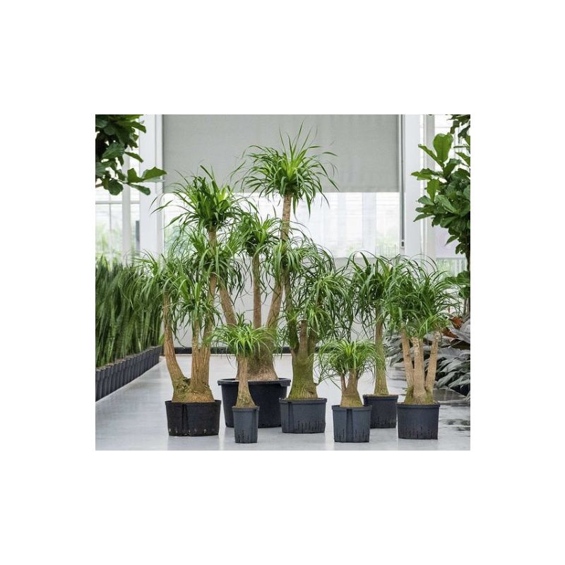 Beaucarnea recurvata