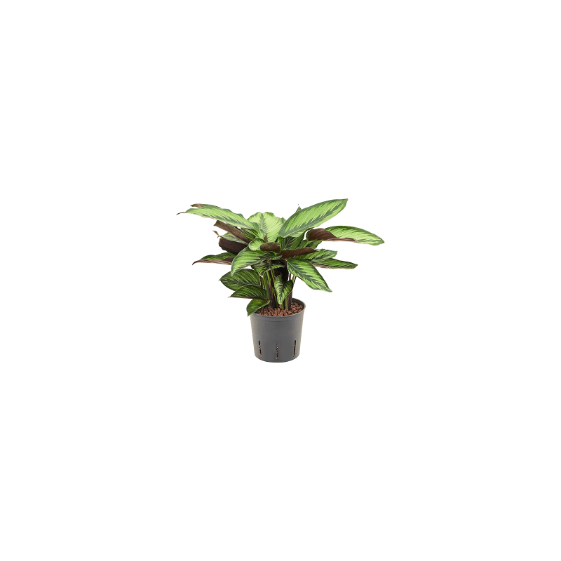 Calathea Beauty Star