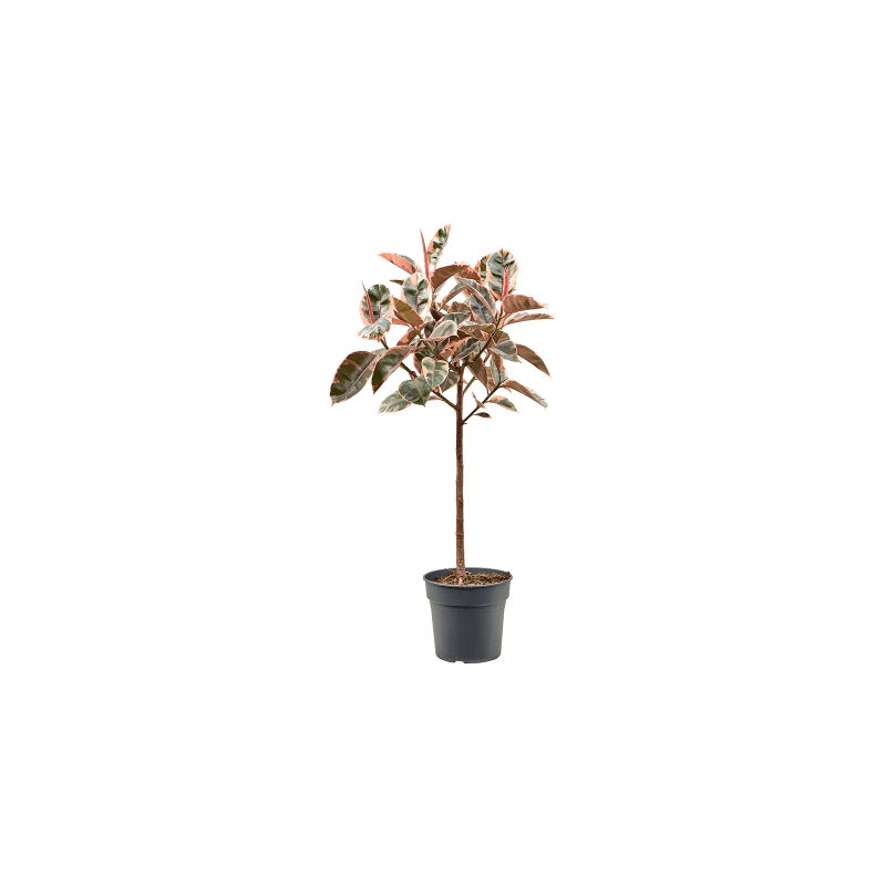 Ficus Belize op stam 