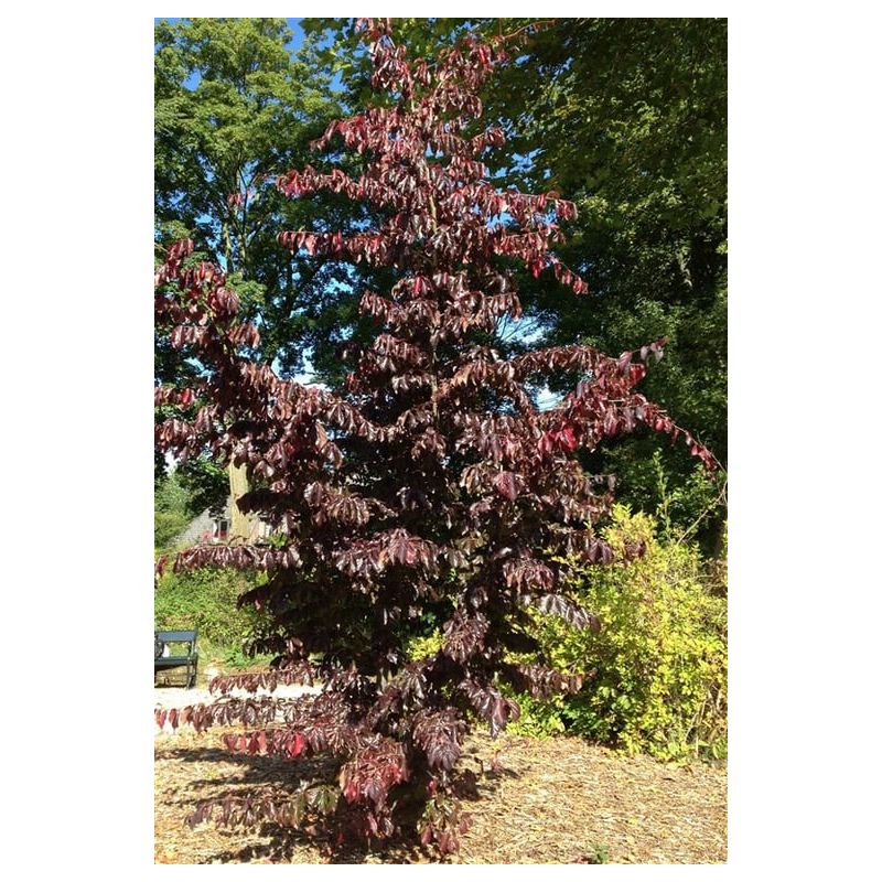 Parrotia Bella - meerstammig