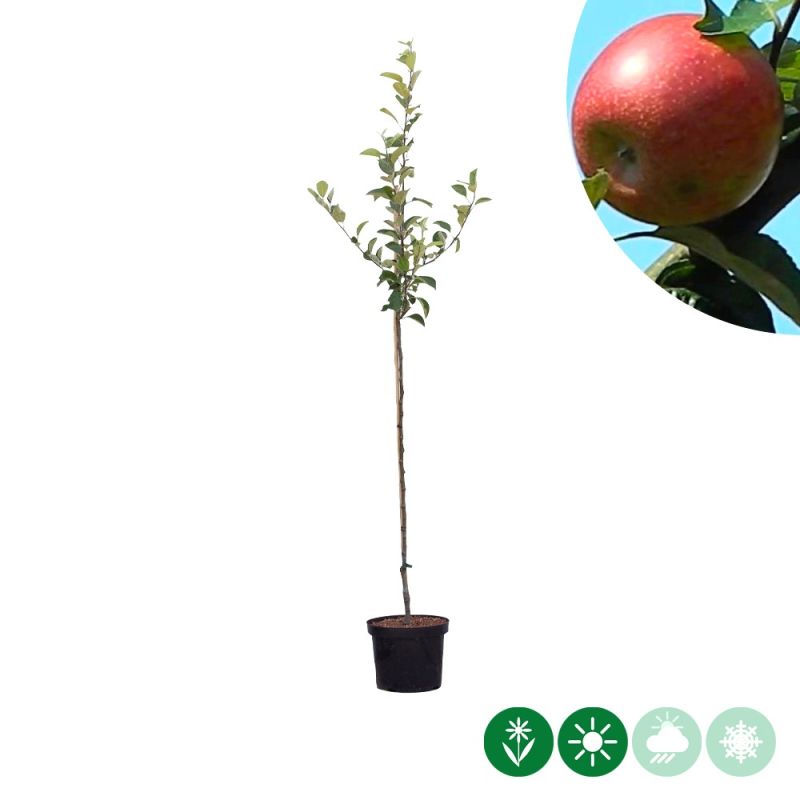 Malus Benoni