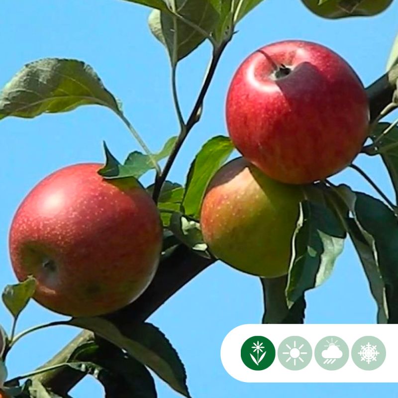 Malus Benoni - leiboom hoogstam