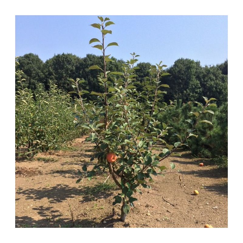 Malus Benoni - halfstam