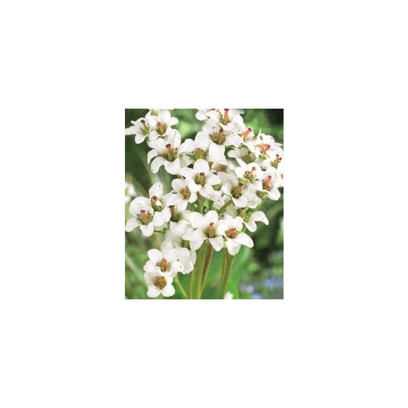 Bergenia Bressingham White 