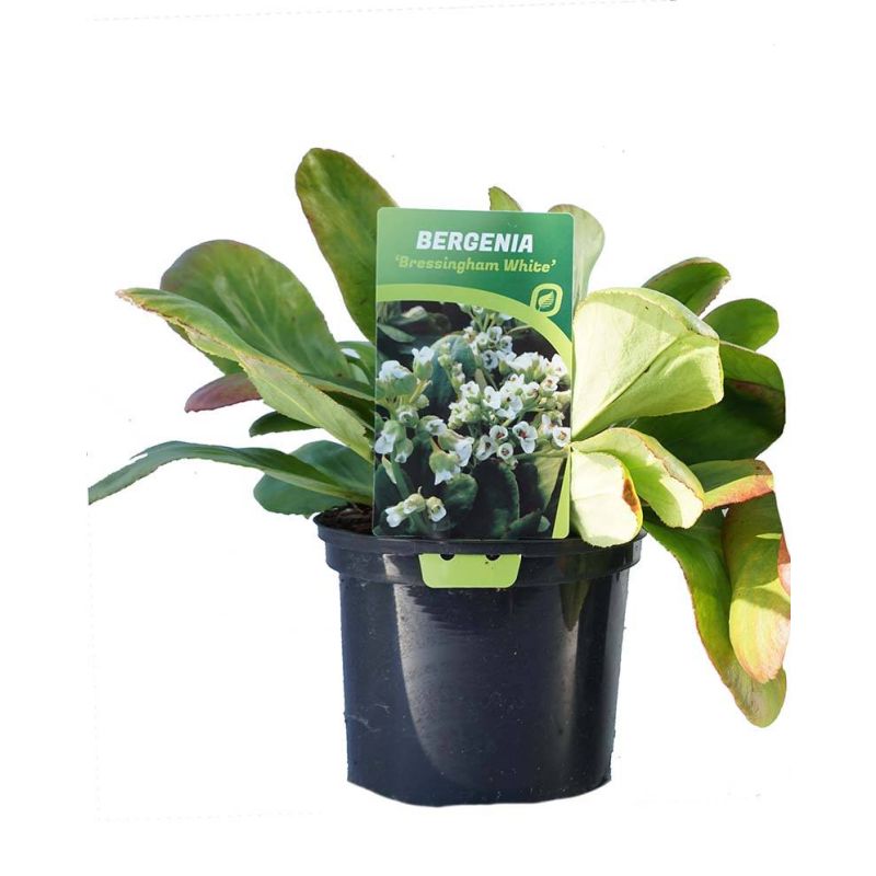 Bergenia Bressingham White 