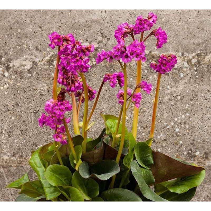Bergenia Eroica 