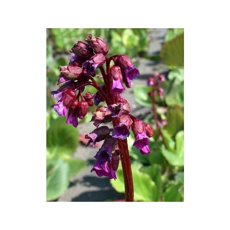 Bergenia Purpurea
