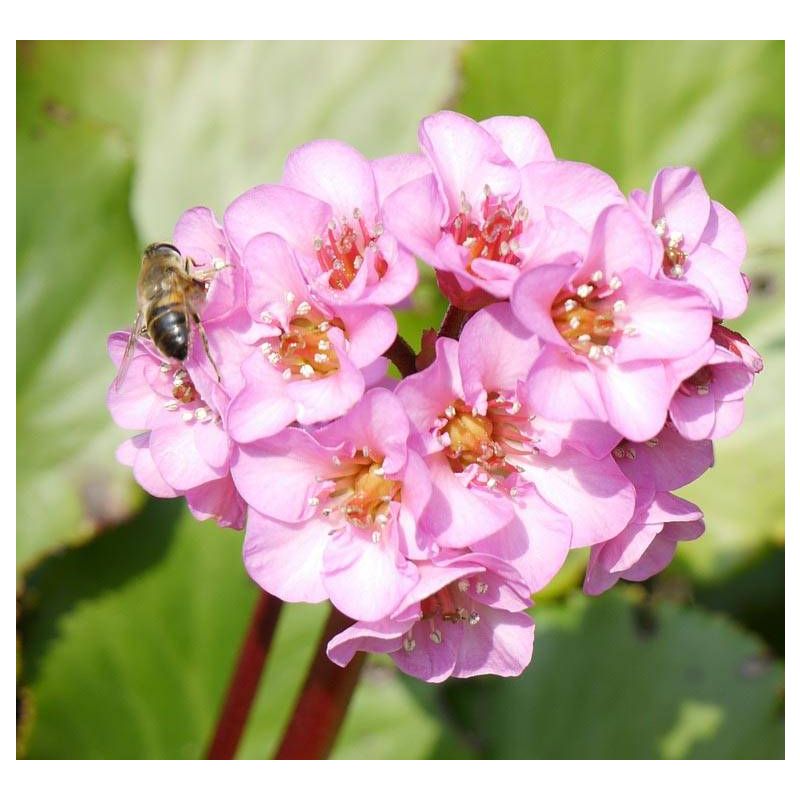 Bergenia cordifolia 