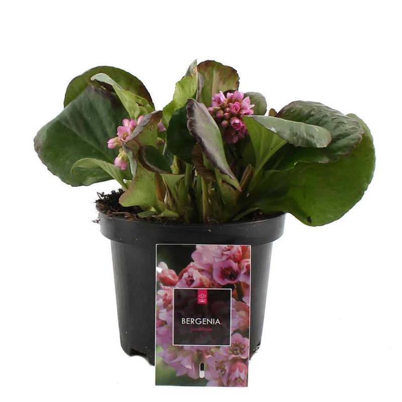 Bergenia cordifolia 
