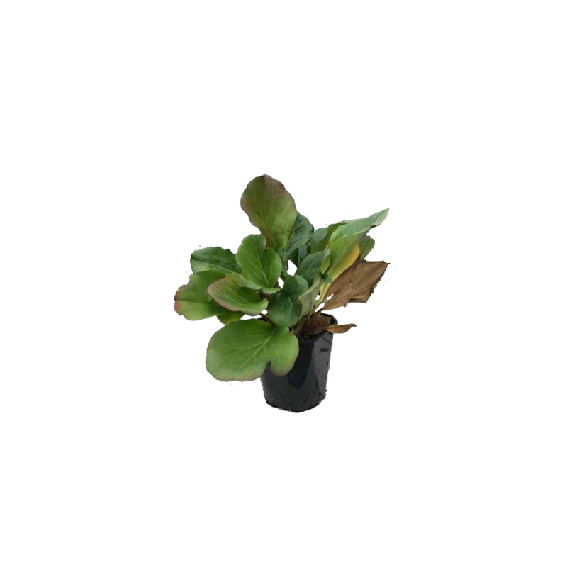 Bergenia Purpurea